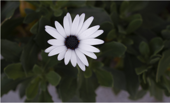 Images